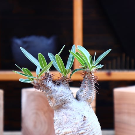 パキポディウム  グラキリス／Pachypodium  gracilius       no.62729
