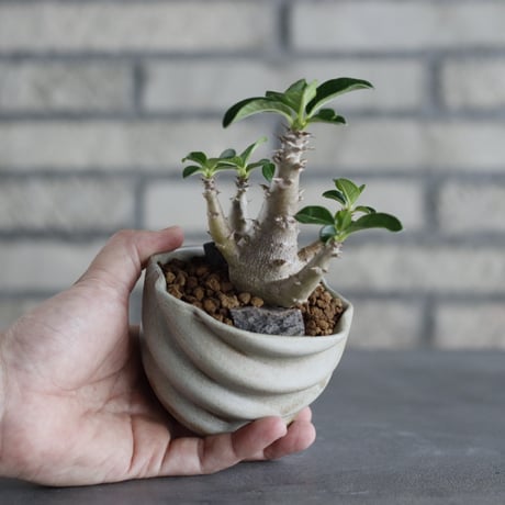 Pachypodium baronii var. windsorii × P＆A (3号)  no.706-37