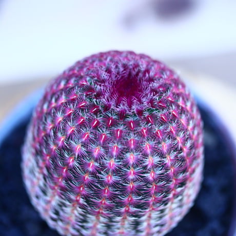エキノセレウス  ルブリスピヌス   紫太陽      Echinocereus rigidissimus var. rubrispinus     no.32127