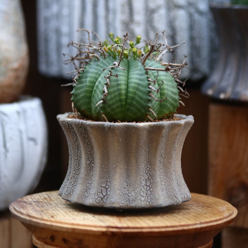 ユーフォルビア バリダ / Euphorbia valida no.31921 | 芽の巣山