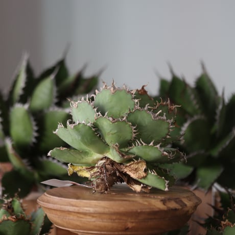 U.S. filigree (Agave titanota filigree) / Style of Chika　no.1130-3