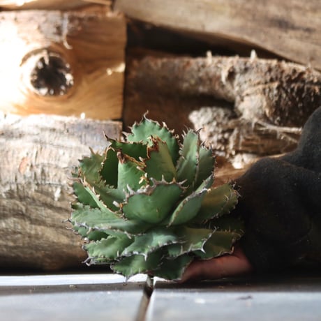 U.S. filigree (Agave titanota filigree)/ Style of Chika　no.1203-4