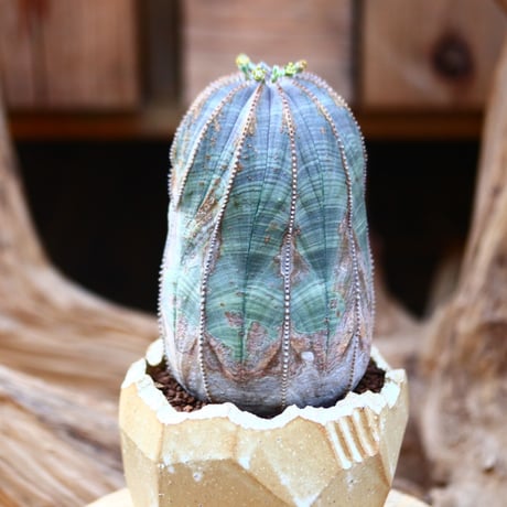 ユーフォルビア  オベサ / Euphorbia obesa    no.22602