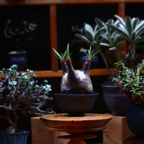 パキポディウム  グラキリス／Pachypodium  gracilius       no.91914