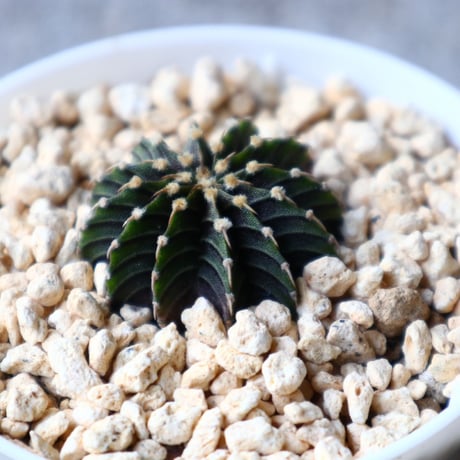 ギムノカリキウム   フィードリッフィーLB2178  Gymnocalycium friedrichii    no.102807