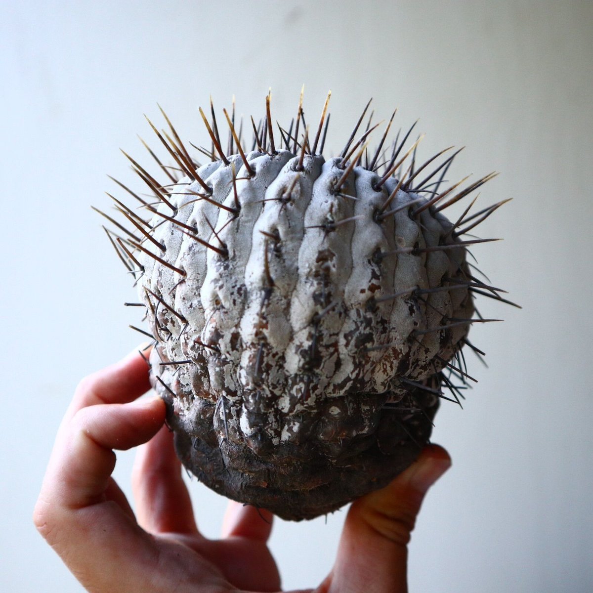 サボテン コピアポア 竜牙玉 （大群生 コピアポア シネラスケンス 竜牙  