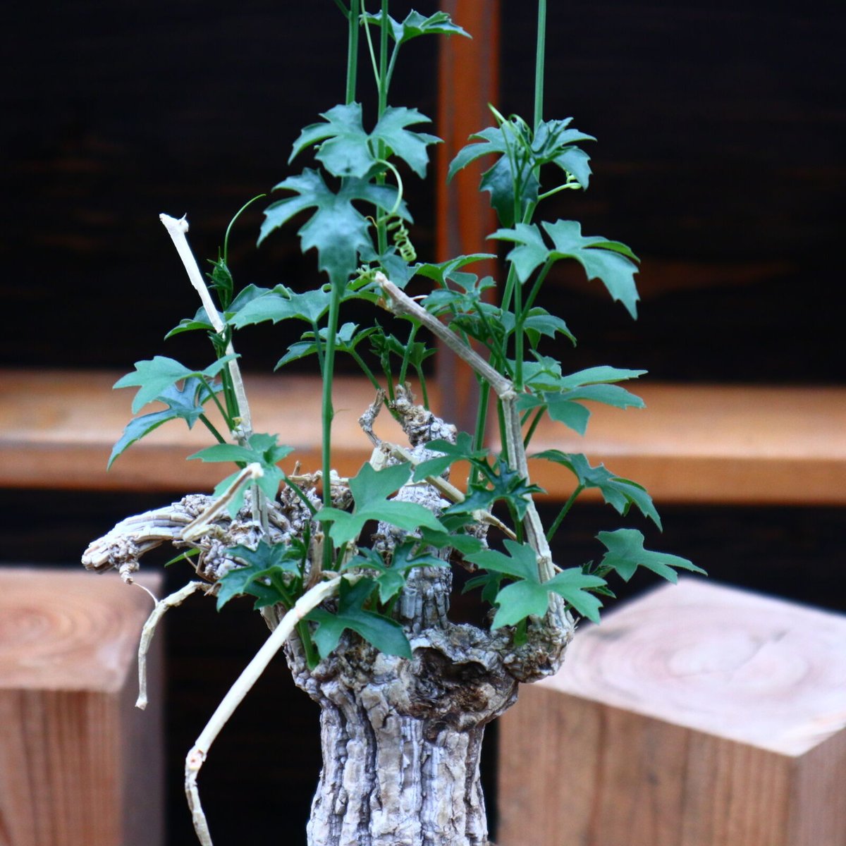 コラロカルプス グロメルリフロルス ／ Corallocarpus glomerulif