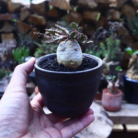ユーフォルビア ステラータ 飛竜 Euphorbia stellata   no.41821