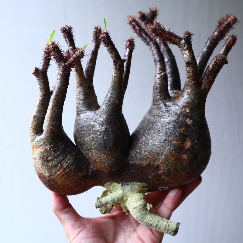 【龍頭】パキポディウム☆グラキリス パキポディウムグラキリス 多頭 発根済 gk-544 オンライン