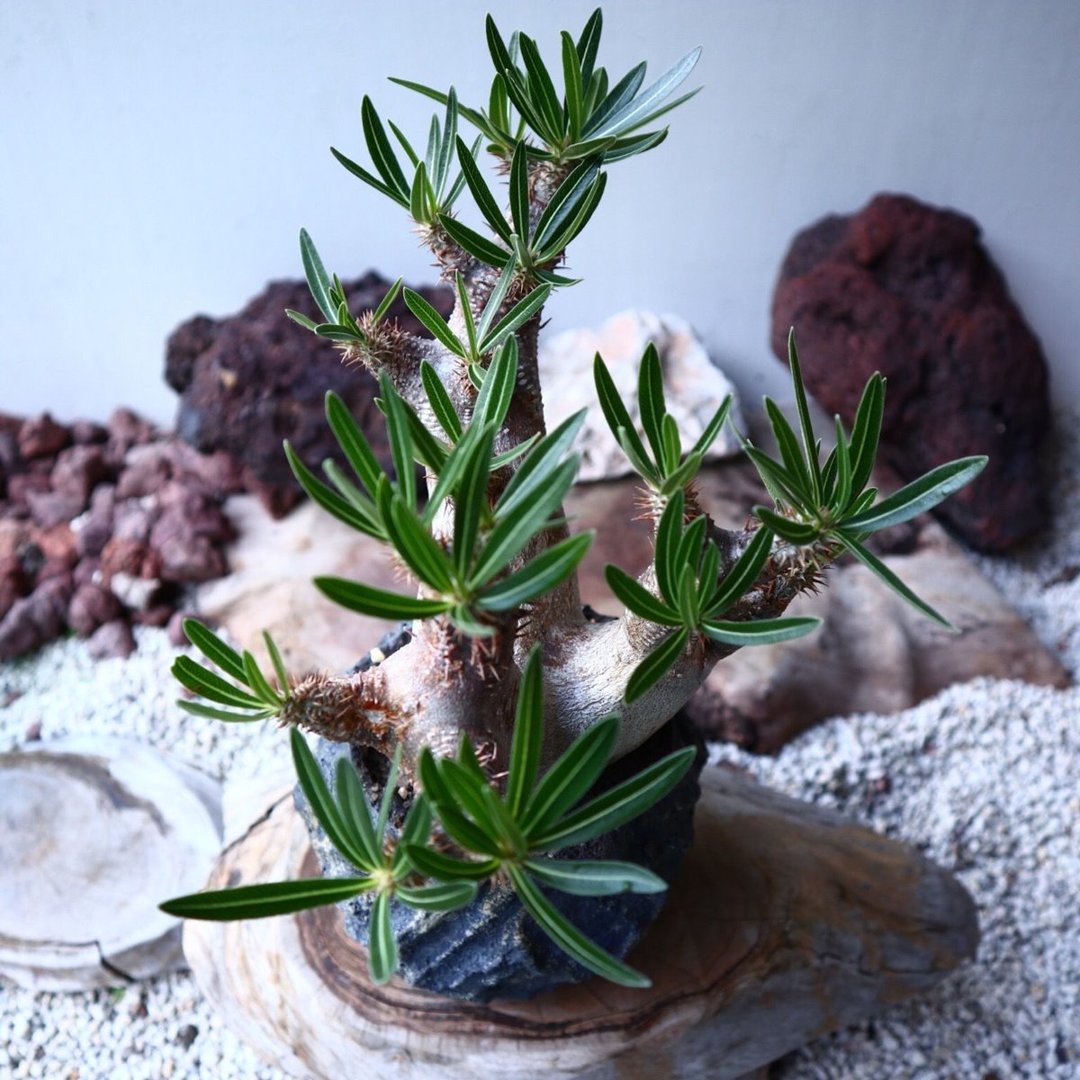 パキポディウム イノピナツム Pachypodium inopinatum パキポディウム イノピナツム／Pachypodium Inopinatum no.605