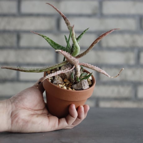 Euphorbia flanaganii  × YAMABACHI (3号) no.607/27