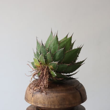 U.S. horrida (Agave horrida) / Style of Chika　no.1227-24