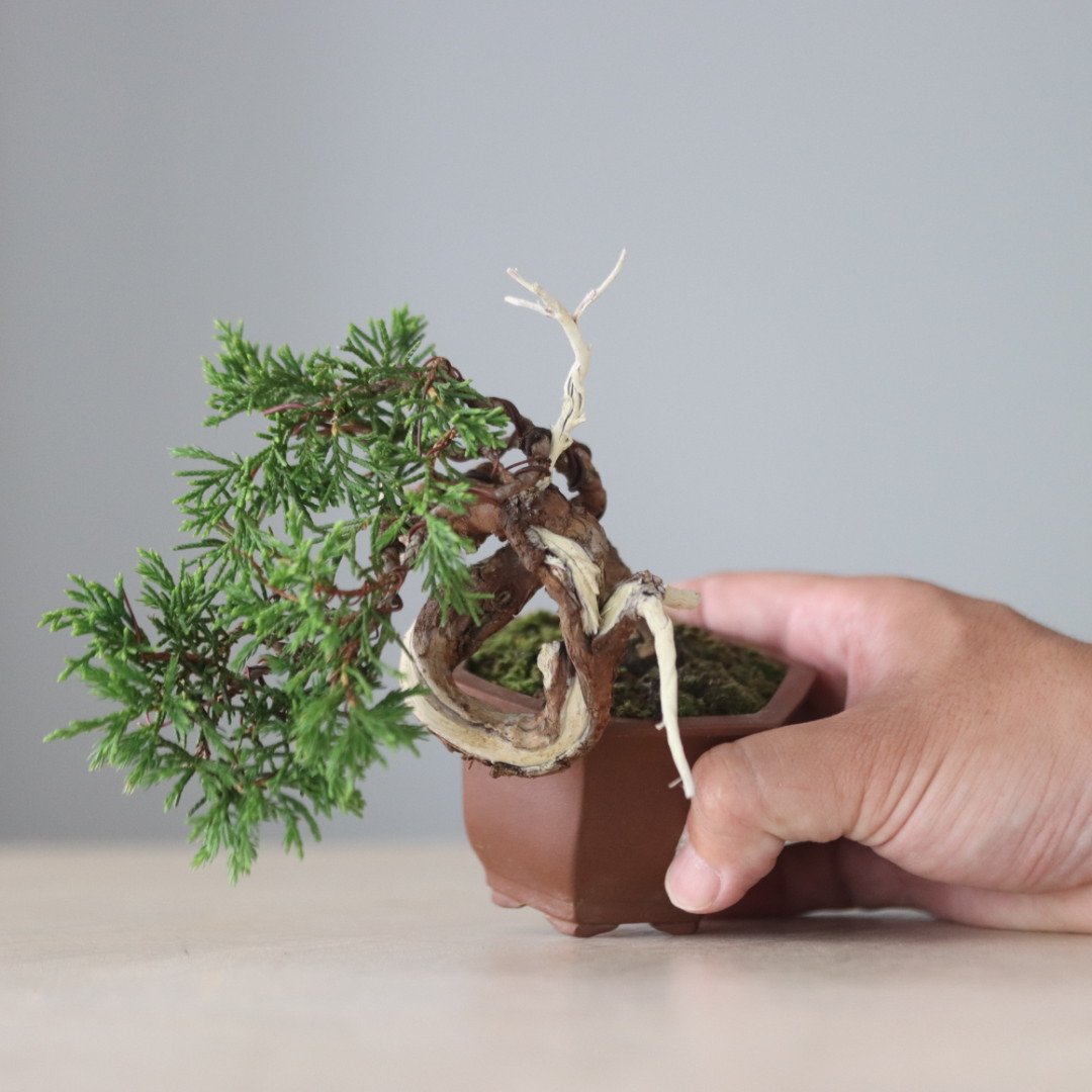 真柏 / YOSHIZAWA3-SHOHINBONSAI no.71412 | 芽の巣山