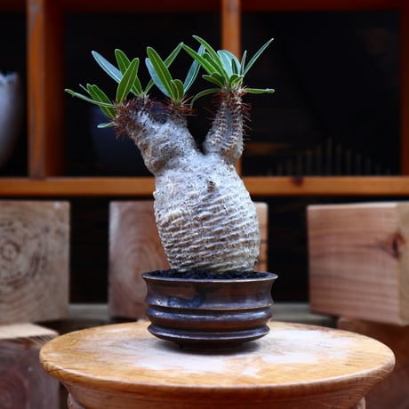 パキポディウム  グラキリス／Pachypodium  gracilius       no.62729