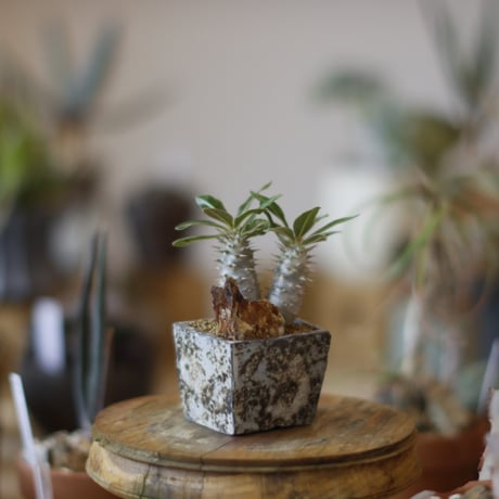 Pachypodium cactipes × takero pot (2.5号)  no.1214/10