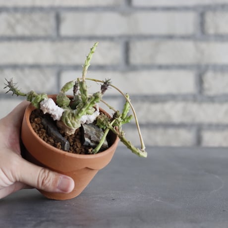 Euphorbia globosa × YAMABACHI (3号)  no.920/30