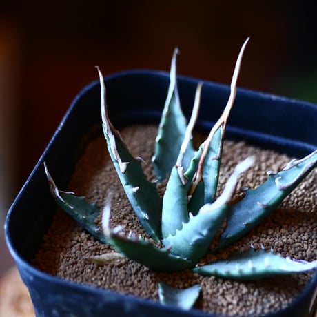 アガベ  ユタエンシス    エボリスピナ  Agave uthaensis var. eborispina  no111574①