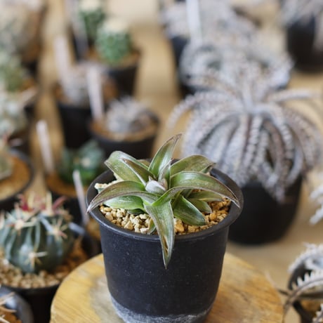 Dyckia ‘Stoic'  (3号鉢)  no.1226/53