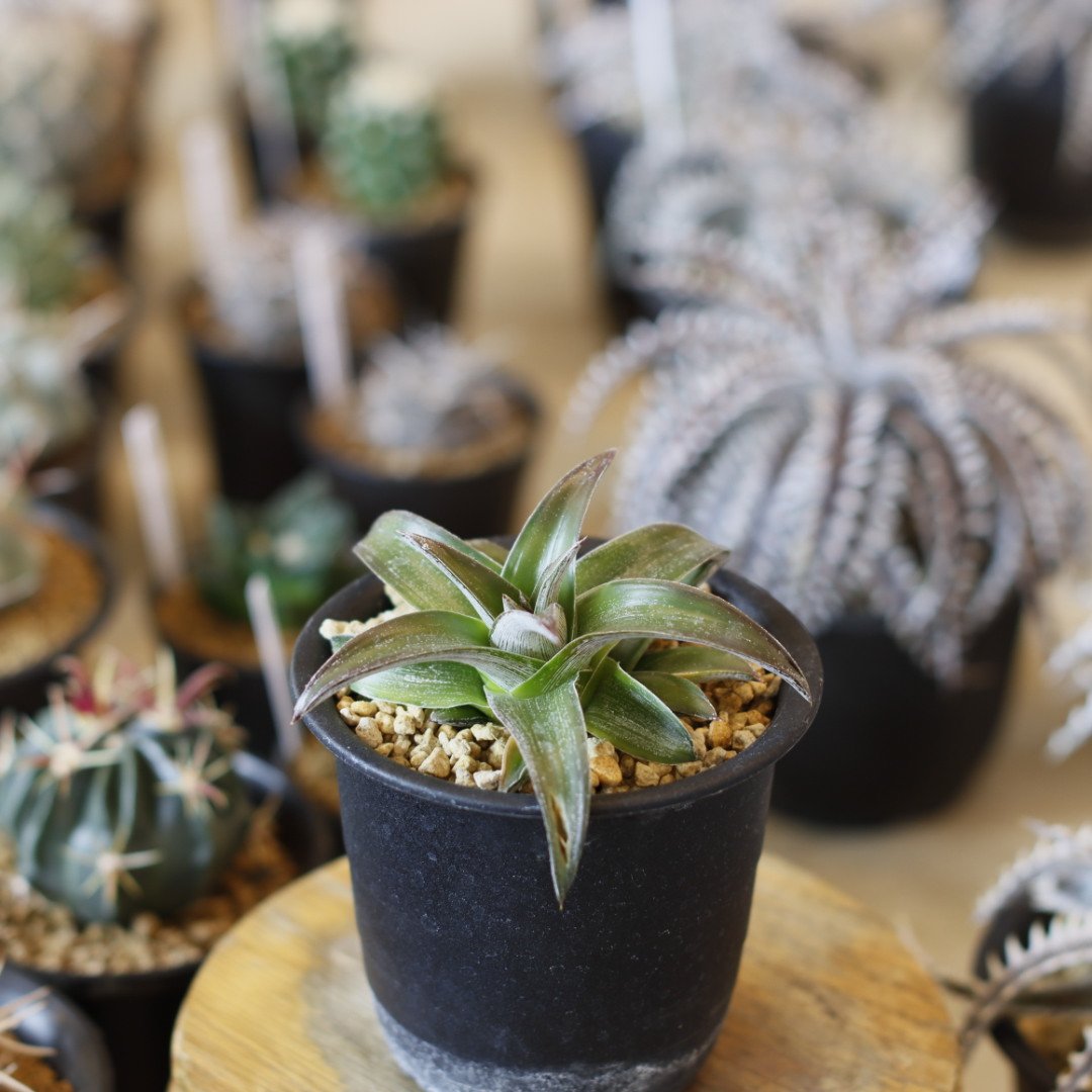 Dyckia 'Stoic' (3号鉢) no.1226/53 | 芽の巣山