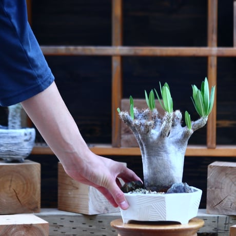 パキポディウム  イノピナツム／Pachypodium Inopinatum   no.82917