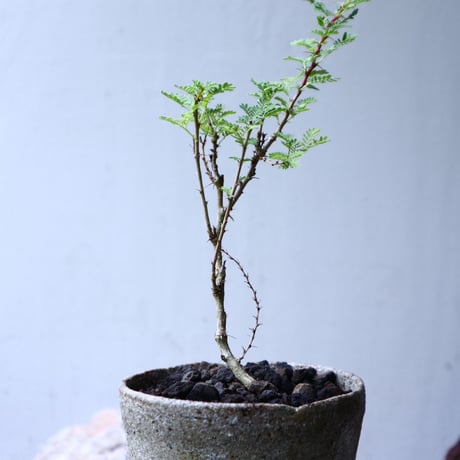 アカシア   トルティリス   Acacia  tortilis      no.102714