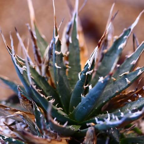 Agave uthaensis var. eborispina × Atsushi Funakushi   no.31039