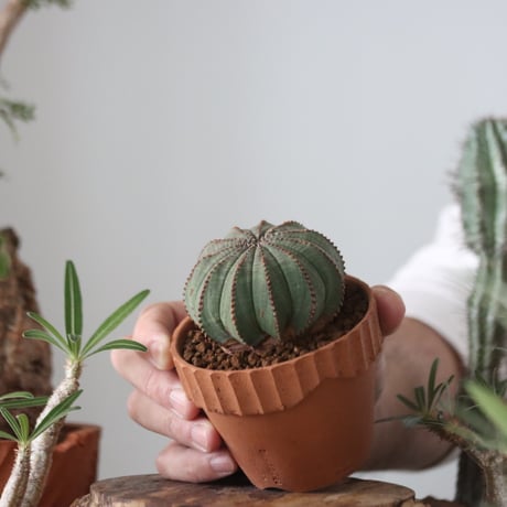 Euphorbia obesa  × YAMABACHI var. N/OH  no.51208
