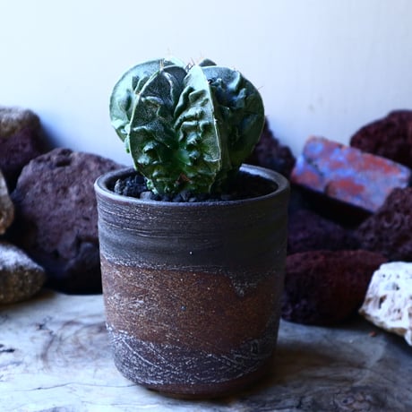 アストロフィツム　複隆盤石　 Astrophytum sp.   no.32217