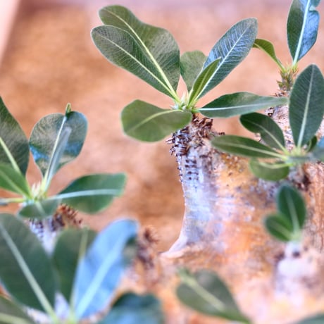 Pachypodium densiforum × soso    no.100840