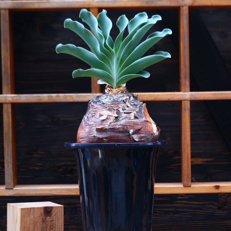 ブーファン　ハエマントイデス　カキコ ブーファン ハエマントイデス カキコ ブーファン ハエマント