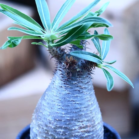 パキポディウム  グラキリス ／Pachypodium  gracilius     no.103158