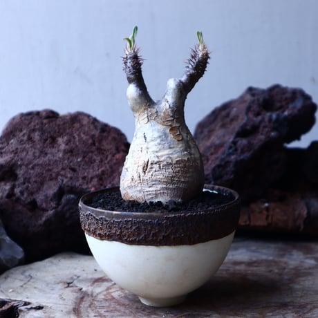 パキポディウム グラキリス   Pachypodium rosulatum var. gracilius no.22305