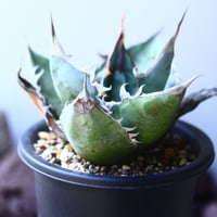 アガベ   チタノタ 　 Agave  titanota   no.53117