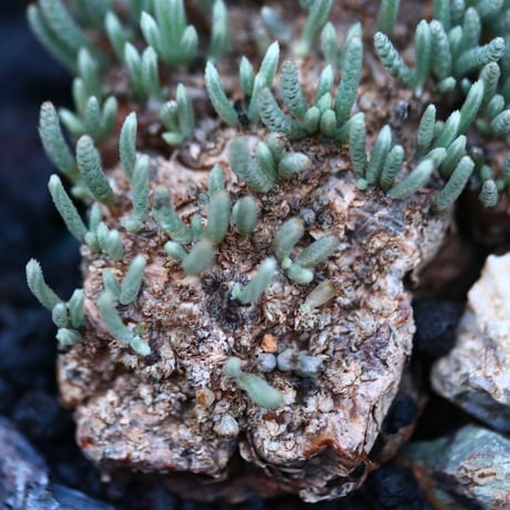 アボニア   クイナリア   アルストニー  赤花／Avonia quinaria ssp. alstonii    no.120514