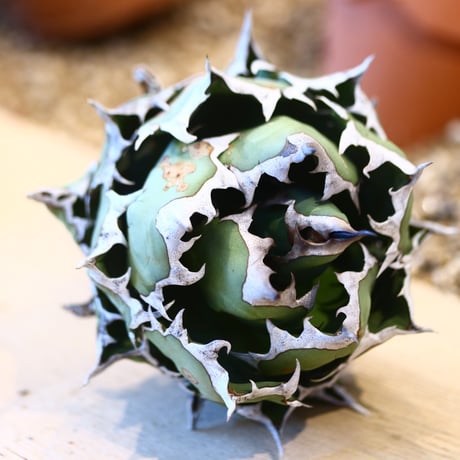 Agave titanota  姫厳竜   no.32480