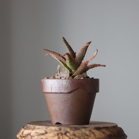 Aloe ‘Chiristmas Carol’ × YAMABACHI var.六本芽　 no.52616