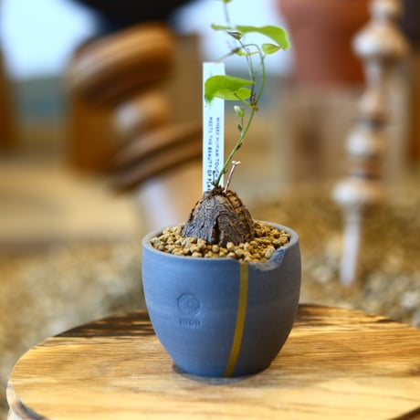 Dioscorea elephantipe × N/OH    no.123111