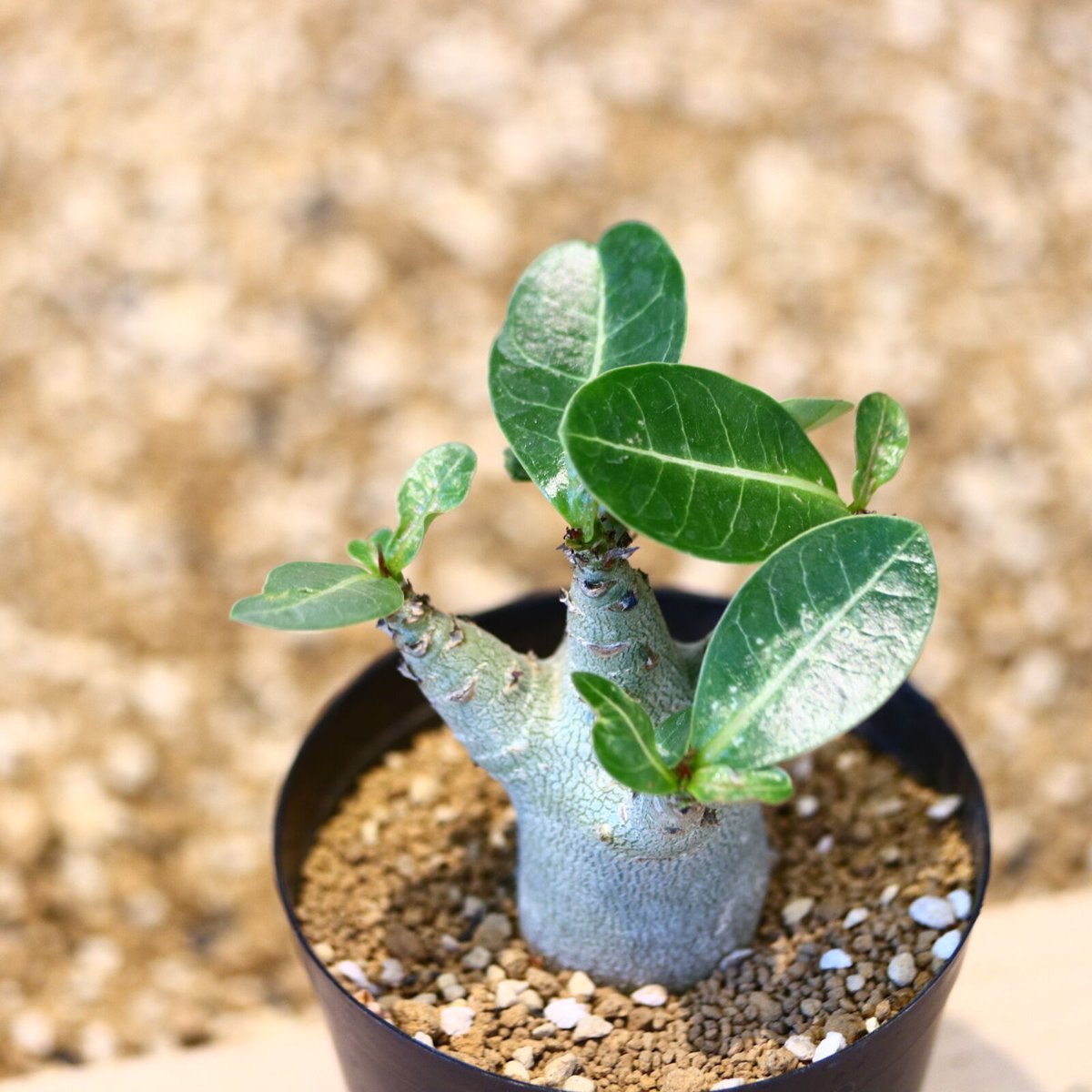 アデニウム アラビカム / Adenium arabicum no.51438 | 芽の巣山