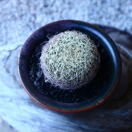 ディスコカクタス   アラネイスピナ  Discocactus arauneispinus   no.20209