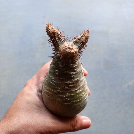 パキポディウム グラキリス 抜苗  Pachypodium rosulatum var. gracilius no.92930