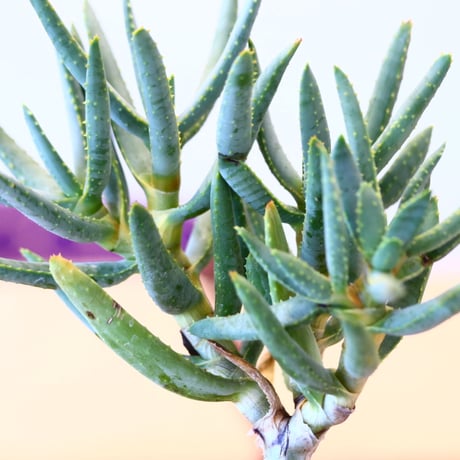 N/OH × Aloe ramosissima   no.61852