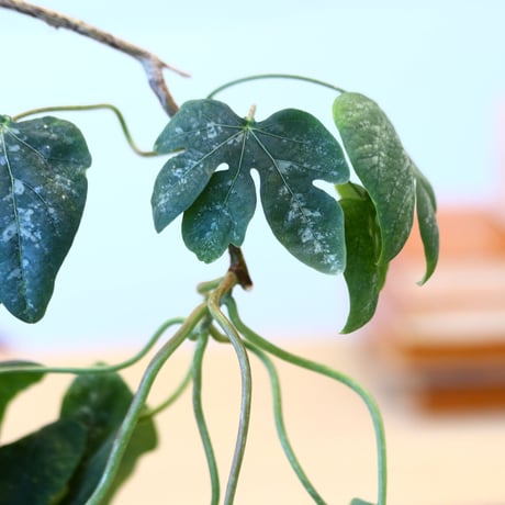 Adenia metamorpha × N/OH   no.100852