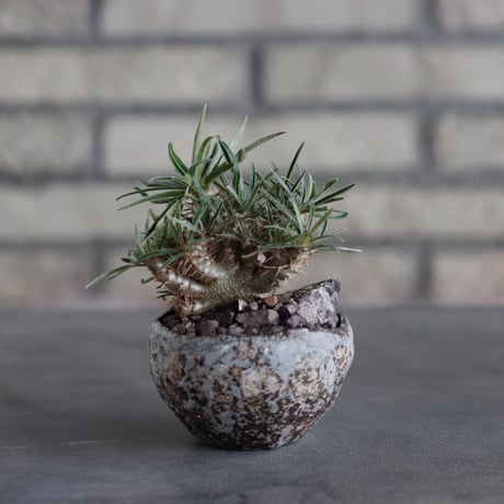 Pachypodium gracilius × takero pot (2.5号)  no.817-9