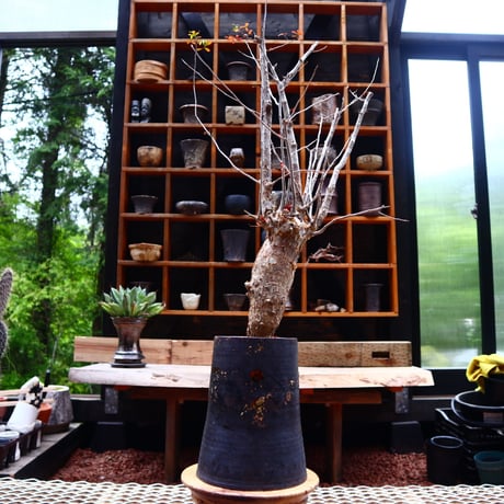 コミフォラ フンベルティ／commiphora humbertii   no.50206