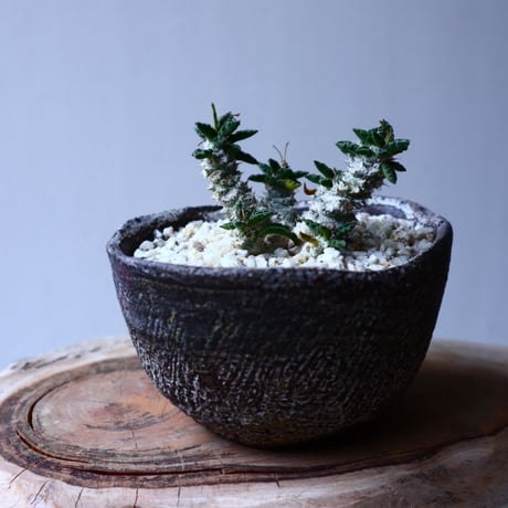 ユーフォルビア   トゥレアレンシス  Euphorbia tulearensis   no.20307