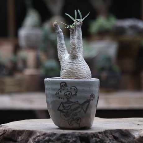 パキポディウム  グラキリス／Pachypodium  gracilius  no.1002/8
