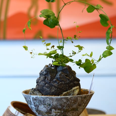 Dioscorea elephantipe × たけろうポット    no.111262