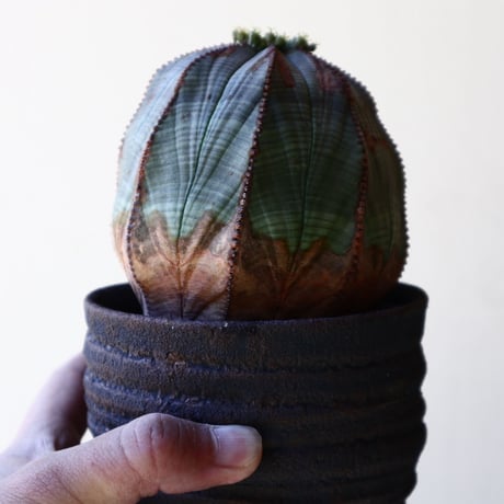 ユーフォルビア  オベサ ♀    Euphorbia obesa   no.40717