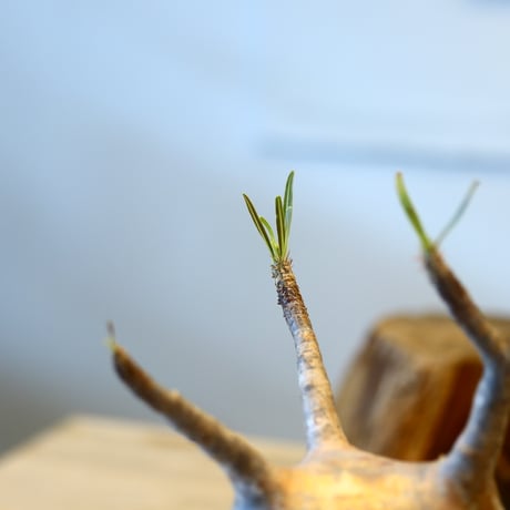Pachypodium gracilius × Tadao Akutsu   no.31046
