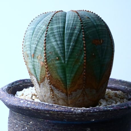 ユーフォルビア  オベサ  Euphorbia obesa  No.028